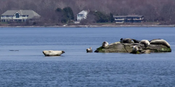 John H. Chafee Nature Preserve