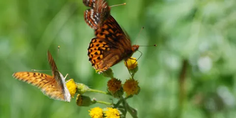 Wenatchee National Forest