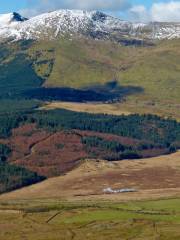 Beddgelert Forest