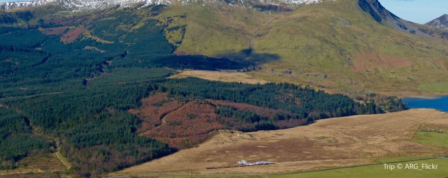 Beddgelert Forest