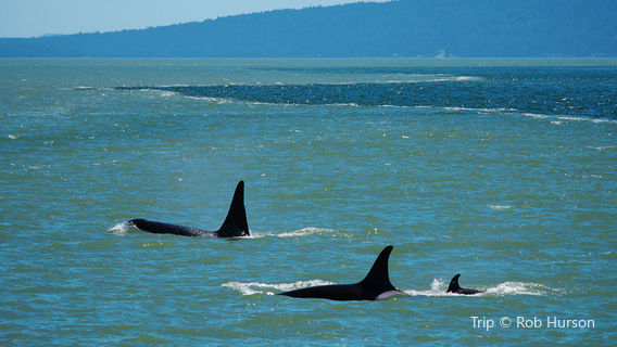 Sea of Whales Adventures