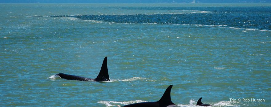 Sea of Whales Adventures