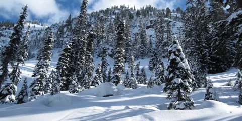 Alpine Meadows