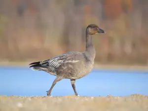 イースト・フォーク州立公園