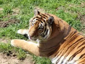 Lions Tigers & Bears The San Diego Animal Sanctuary®