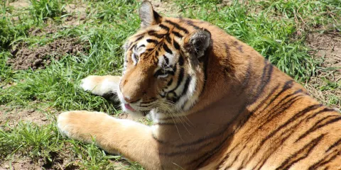 Lions Tigers & Bears