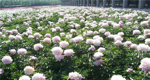 Beijing Peony Viewing
