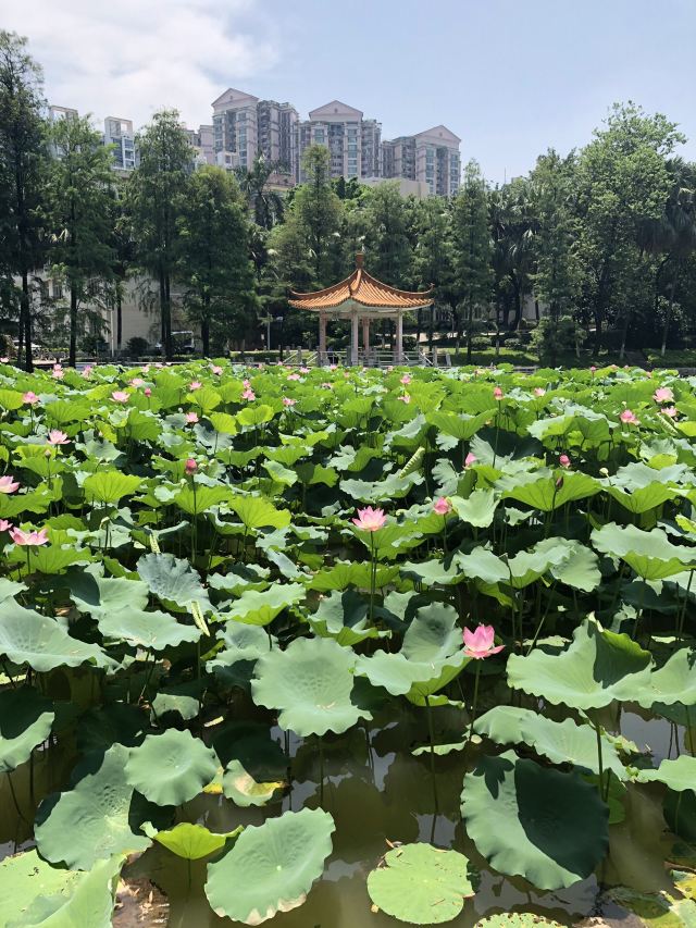 Jinan University
