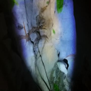 評論圖片 5