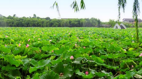 Ten Miles Lotus Pond