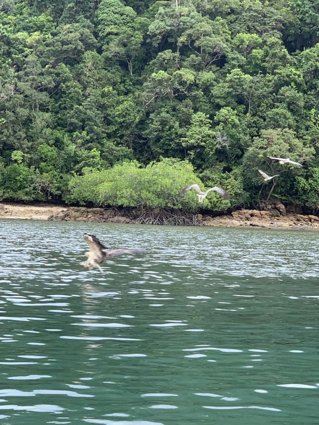Pulau Singa Besar