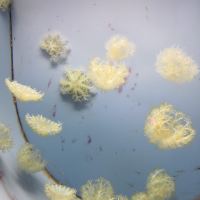 評論圖片 5