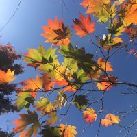 評論圖片 1