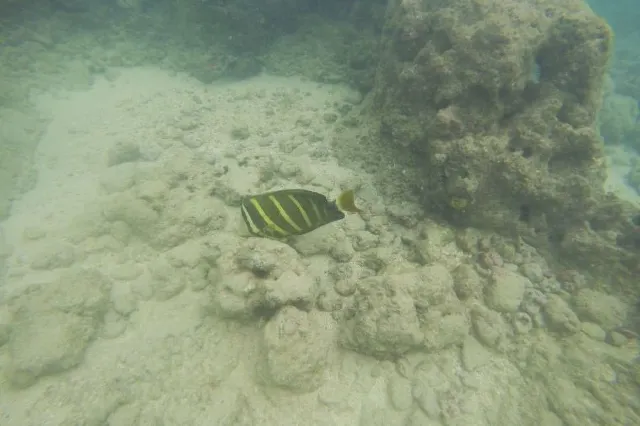Best Snorkeling At Hanauma Bay