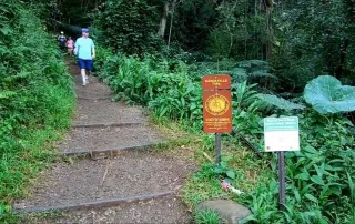 The Best Trail in Honolulu: Manoa Falls