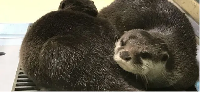 【宮島自由行】宮島精選玩法及附近美食大推介
