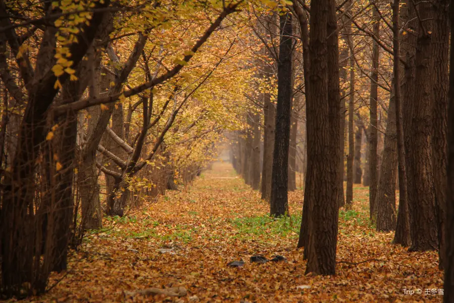 Ginkgo Forest in Zhanggezhuang Village