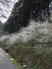 Shirakidani Plum Grove