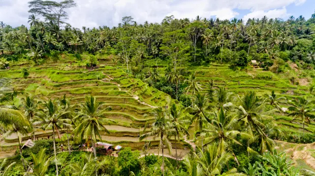 What To Do In Ubud With The Kids: 3 Easy Treks For The Family