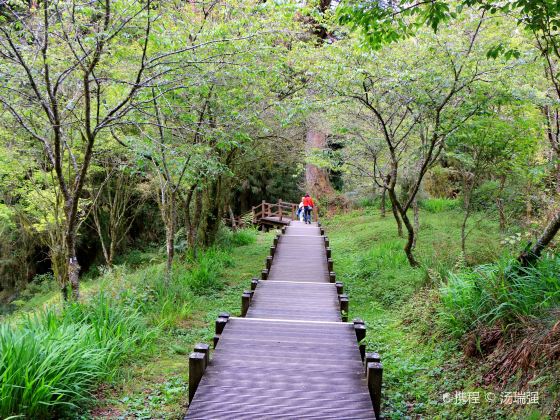 巨木群棧道