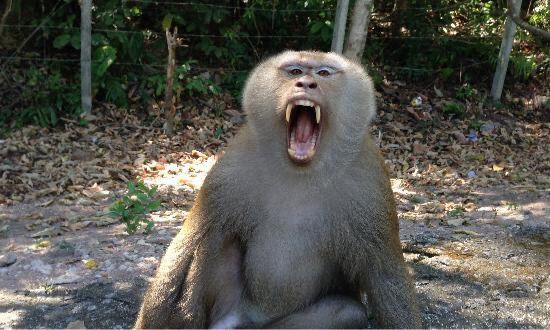 Monkey Hill