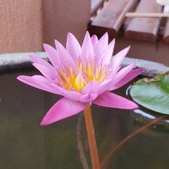 Annalaxmi Curry House 여행 사진