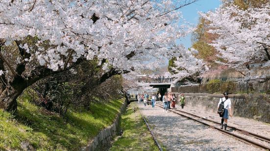 这里废弃的铁道和樱花交相辉映，刚柔并济，相得益彰很多日本的新