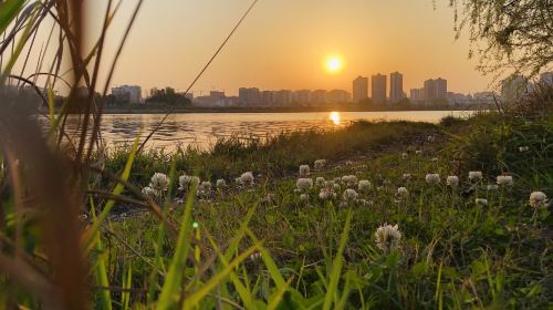 觀音湖濕地公園