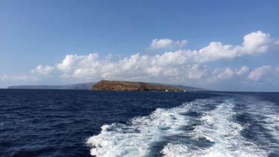 到了夏威夷，必然要和大海有亲密接触。出海观鲸再加浮潜是我早早