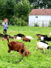 Green Wansheng Organic Breeding Base