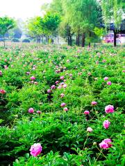 揚州芍藥園