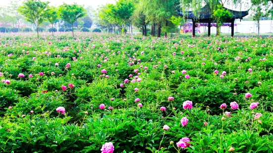 揚州芍藥園