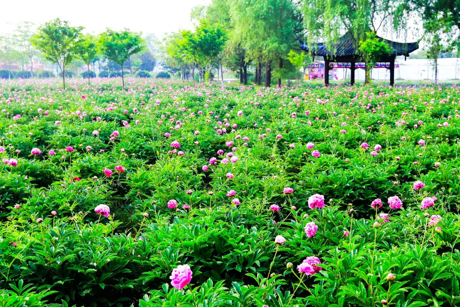 揚州芍藥園