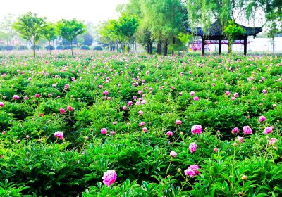 Yangzhou Medicine Garden