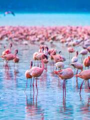 Lake Nakuru