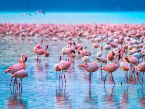 Lake Nakuru
