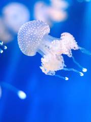 慕尼黑水族館