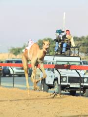 Dubai Camel Racing Club - DCRC
