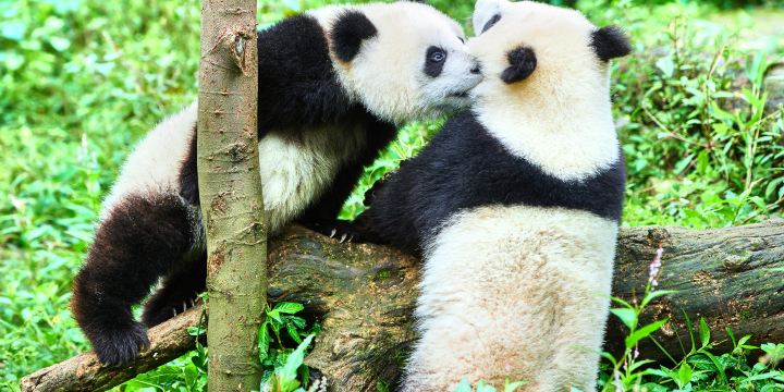 Bifengxia Panda Reserve