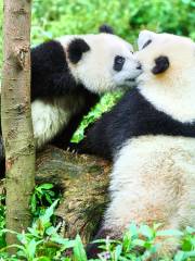 База панды в Яаньцзян-Фэн