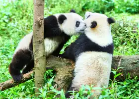 База панды в Яаньцзян-Фэн