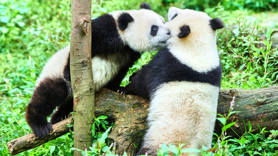 Bifengxia Panda Reserve