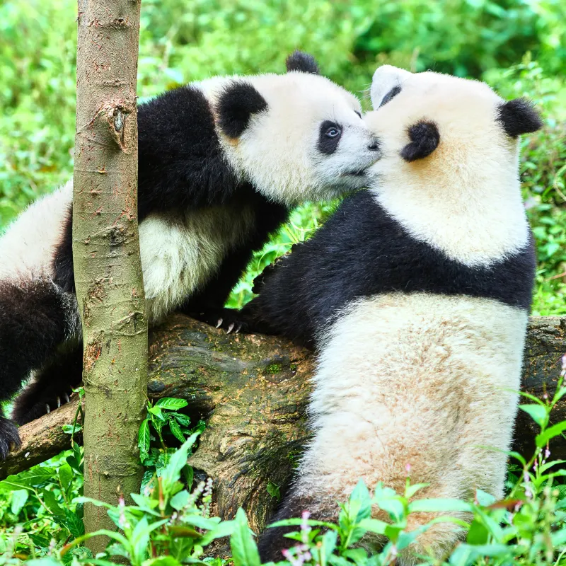 碧峰峽熊貓基地
