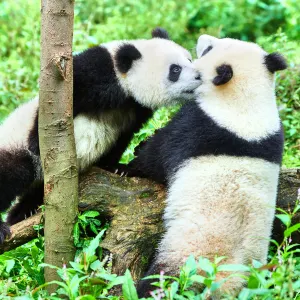 Bifengxia Panda Reserve
