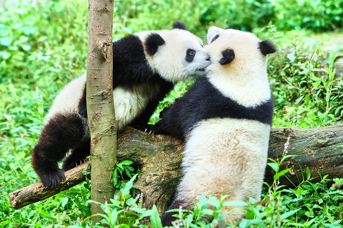 The Bifengxia Base of China Giant Panda Protection and Research Center in Ya'an