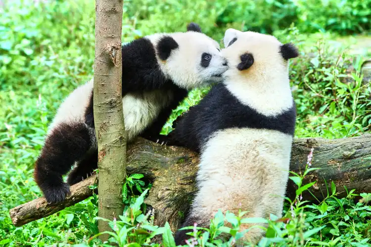 Hotels near Bifengxia Panda Reserve