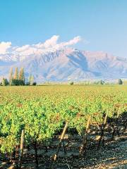 Winery Casas del Bosque