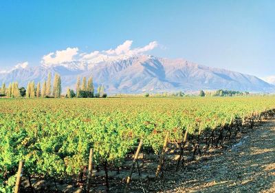 Winery Casas del Bosque