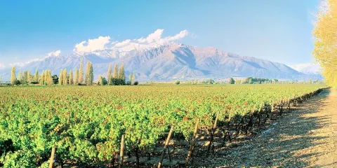 卡薩布蘭卡酒莊