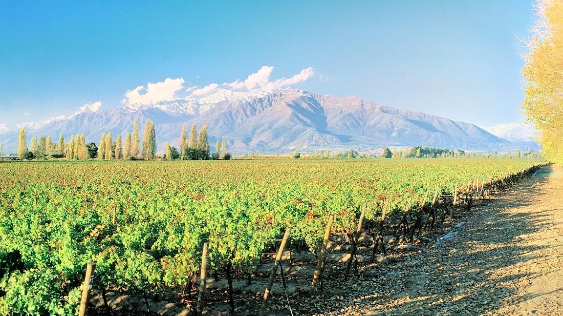 Winery Casas del Bosque
